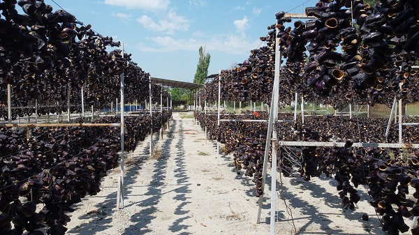 Patlıcan Vadisi'nde renkli görüntüler! Kutuplar hariç 7 kıtaya ihraç ediliyor