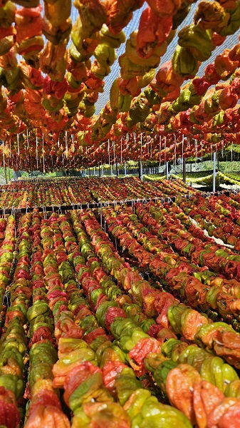 Foto - Patlıcan Vadisi'nde renkli görüntüler! Kutuplar hariç 7 kıtaya ihraç ediliyor