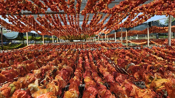 Foto - Patlıcan Vadisi'nde renkli görüntüler! Kutuplar hariç 7 kıtaya ihraç ediliyor