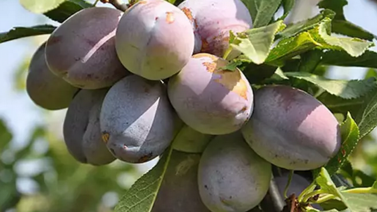 Foto - Pazar tezgahında gören poşet poşet alıyor! İnsülin direncini azaltıyor... 'Mor altın' olarak biliniyor!
