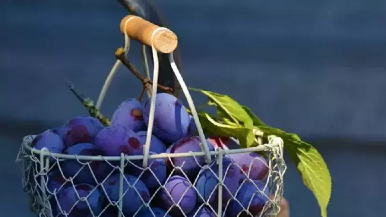 Foto - Pazar tezgahında gören poşet poşet alıyor! İnsülin direncini azaltıyor... 'Mor altın' olarak biliniyor!