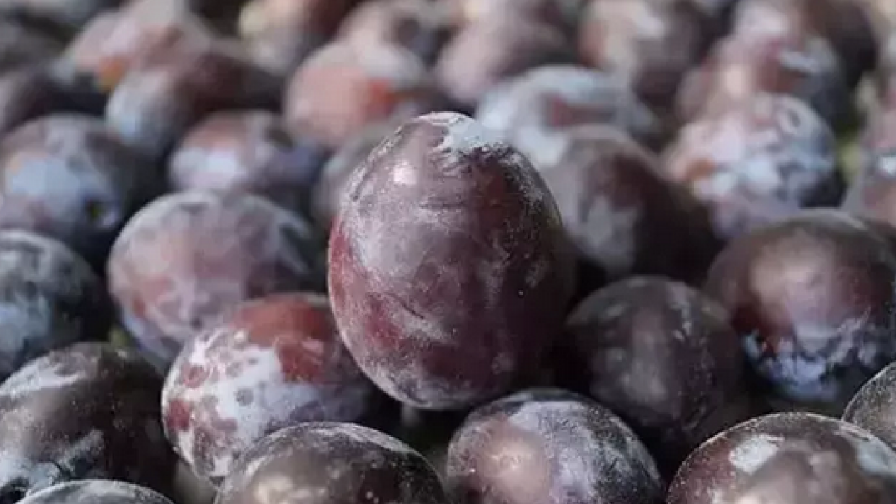 Pazar tezgahında gören poşet poşet alıyor! İnsülin direncini azaltıyor... 'Mor altın' olarak biliniyor!