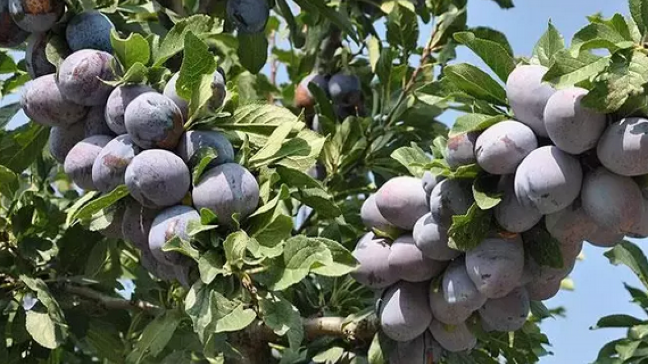 Foto - Pazar tezgahında gören poşet poşet alıyor! İnsülin direncini azaltıyor... 'Mor altın' olarak biliniyor!