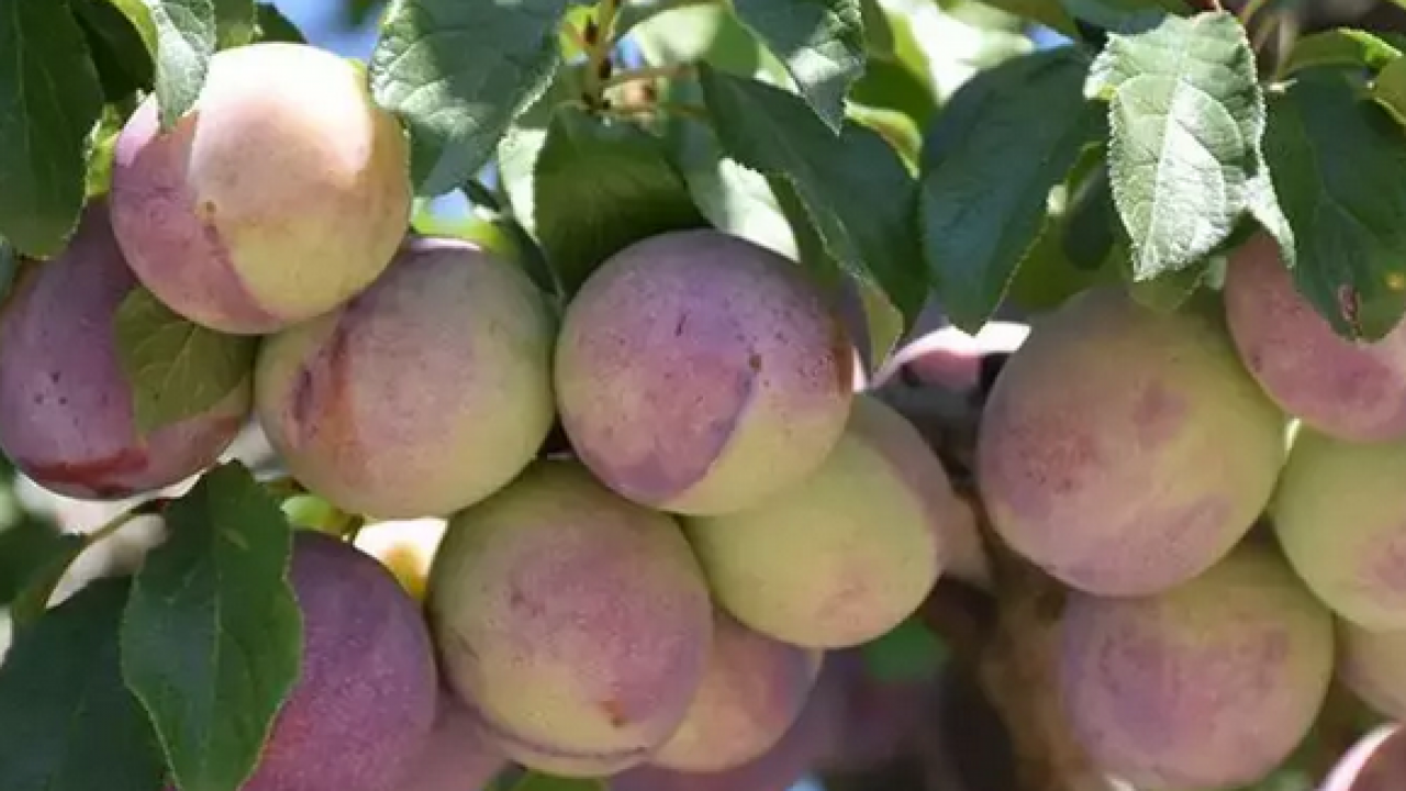 Foto - Pazar tezgahında gören poşet poşet alıyor! İnsülin direncini azaltıyor... 'Mor altın' olarak biliniyor!