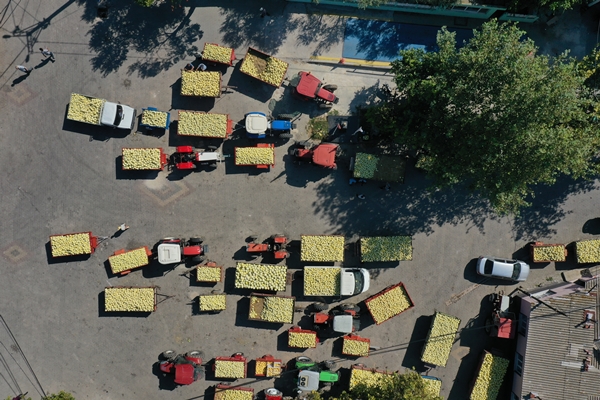 Pazara bile inmeden alıcı buluyor!