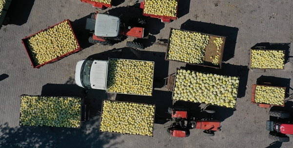 Foto - Pazara bile inmeden alıcı buluyor!