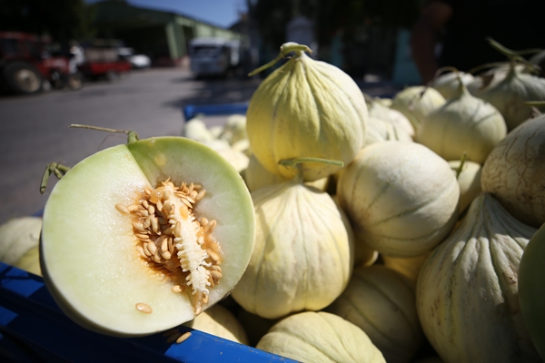 Foto - Pazara bile inmeden alıcı buluyor!