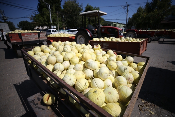 Foto - Pazara bile inmeden alıcı buluyor!