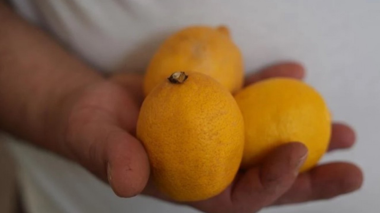 Foto - Pazarın zam şampiyonu belli oldu! Artık düğünlerde takılacak