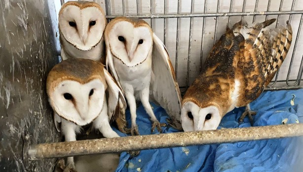 Foto - Peçeli baykuşlar doğaya salındı