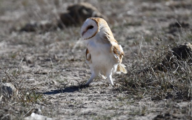 Peçeli baykuşlar doğaya salındı