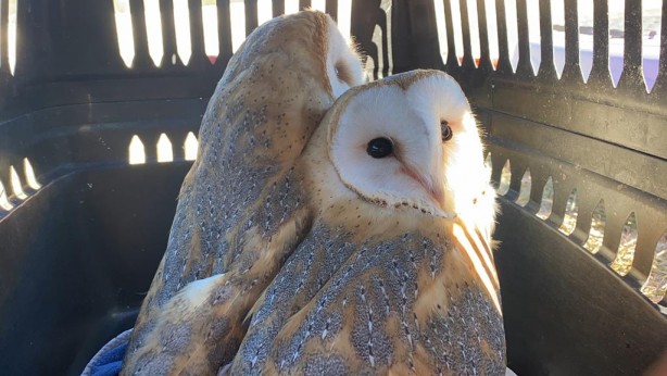Foto - Peçeli baykuşlar doğaya salındı