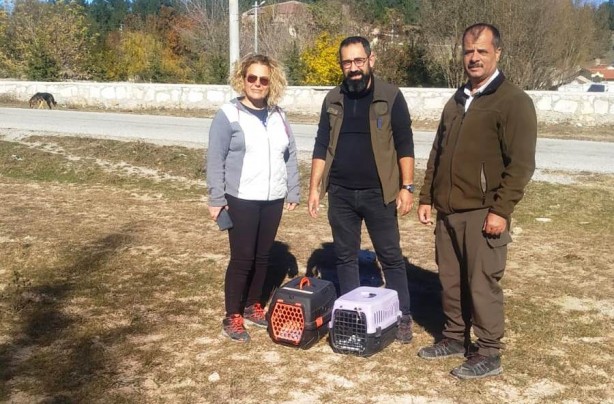 Foto - Peçeli baykuşlar doğaya salındı