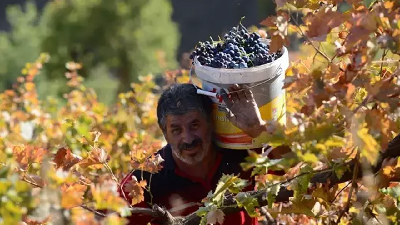 Foto - Pekmezin içine ekleyip kaşık kaşık yiyin! Boğazdaki mikrobu bıçak gibi kesiyor, hırıltılı öksürük ve balgamın kökünü kurutuyor