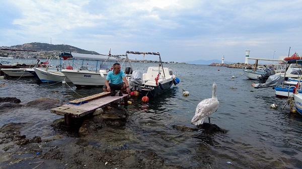 Foto - Pelikan 'Tosun'un tercihi Foça