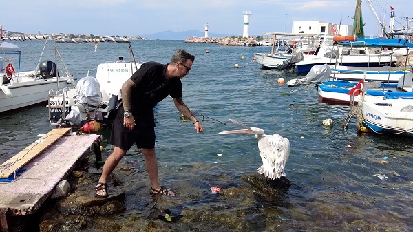 Foto - Pelikan 'Tosun'un tercihi Foça