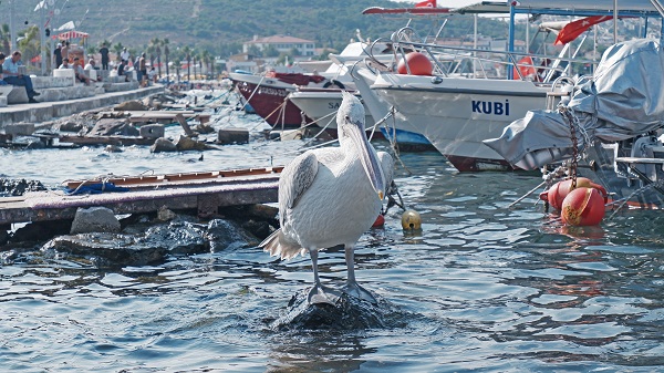 Foto - Pelikan 'Tosun'un tercihi Foça
