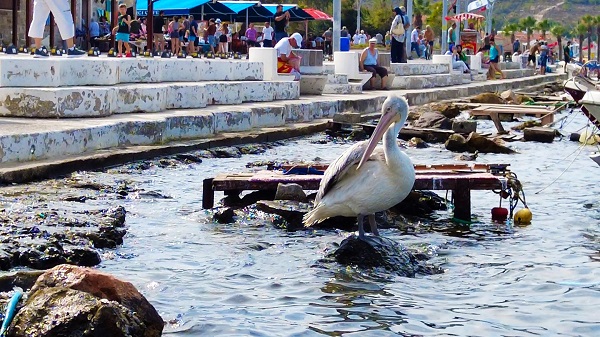 Foto - Pelikan 'Tosun'un tercihi Foça