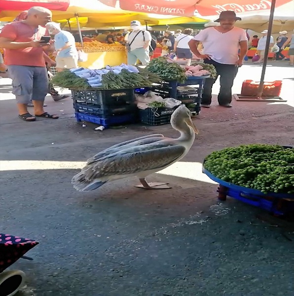 Foto - Pelikan 'Tosun'un tercihi Foça