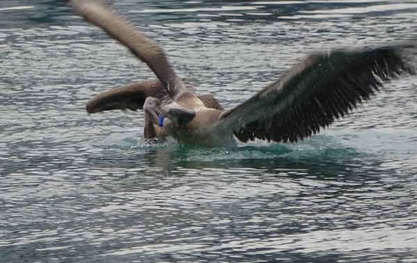 Foto - Pelikanlar canlarını zor kurtardı