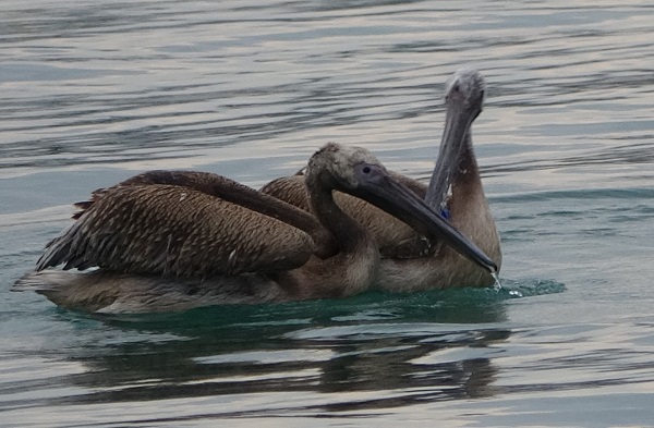 Foto - Pelikanlar canlarını zor kurtardı