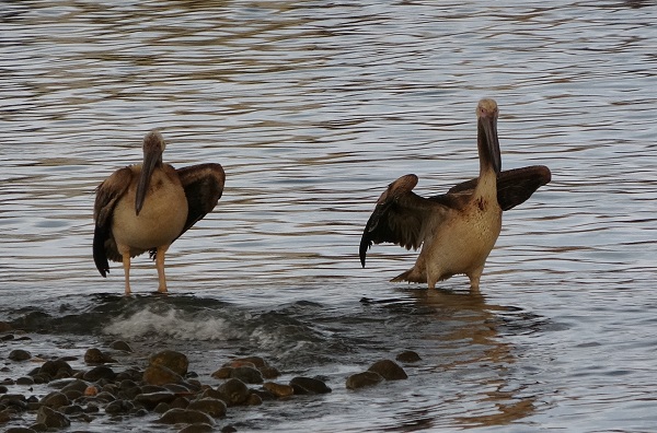Foto - Pelikanlar canlarını zor kurtardı