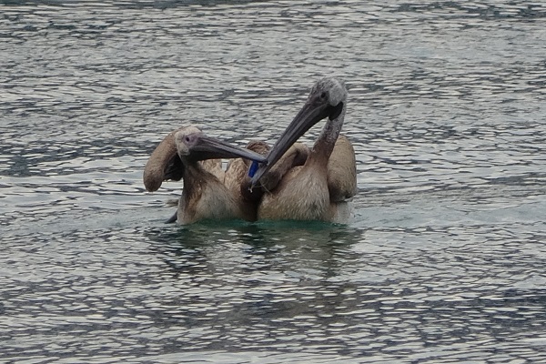 Pelikanlar canlarını zor kurtardı