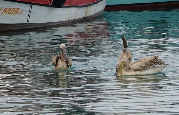 Foto - Pelikanların balık avı
