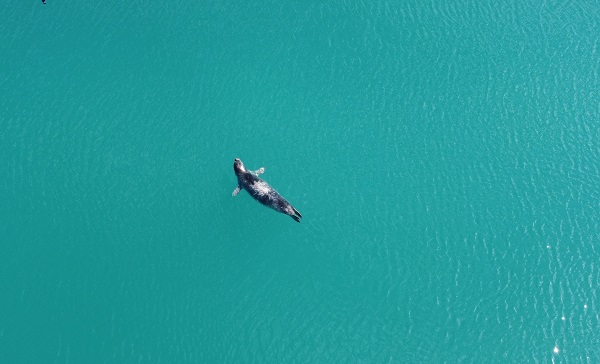 Foto - Pelikanların balık avı