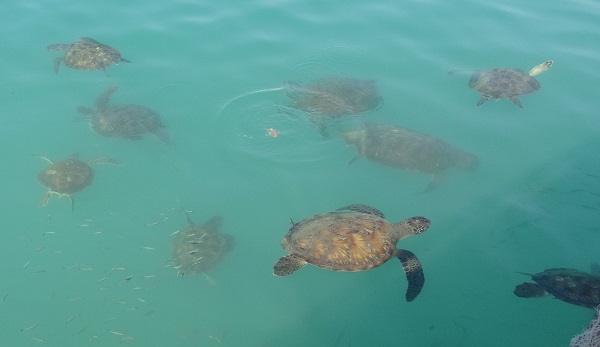 Foto - Pelikanların balık avı