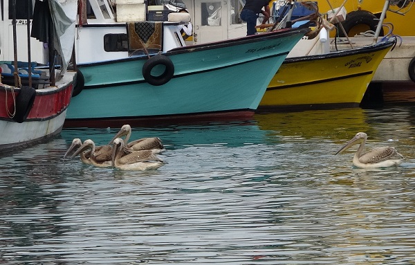 Foto - Pelikanların balık avı