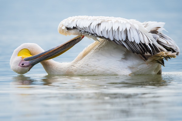 Pelikanların huzurlu yuvası: Gölyazı