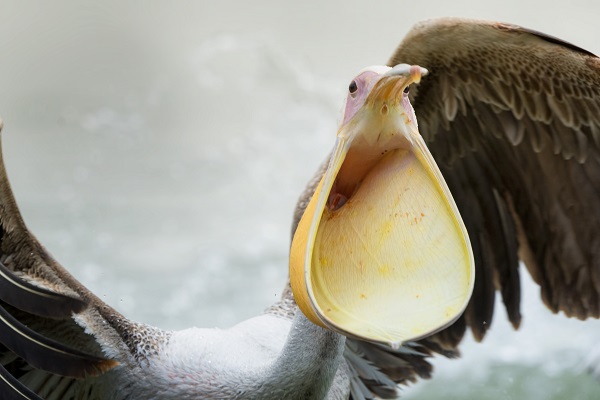 Foto - Pelikanların huzurlu yuvası: Gölyazı