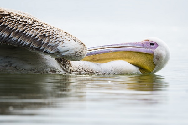Foto - Pelikanların huzurlu yuvası: Gölyazı
