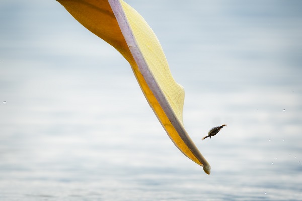 Foto - Pelikanların huzurlu yuvası: Gölyazı