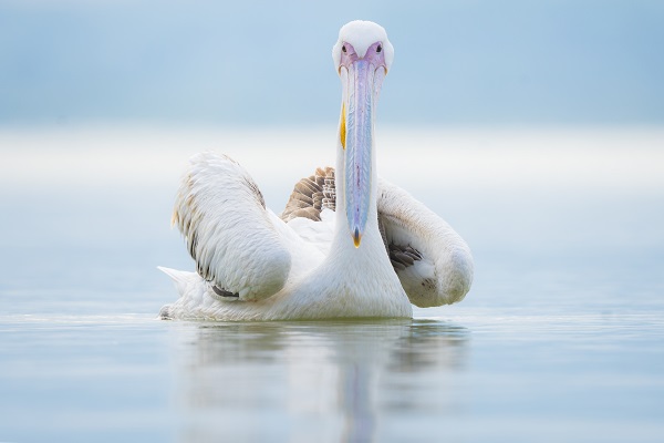 Foto - Pelikanların huzurlu yuvası: Gölyazı