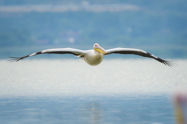 Foto - Pelikanların huzurlu yuvası: Gölyazı