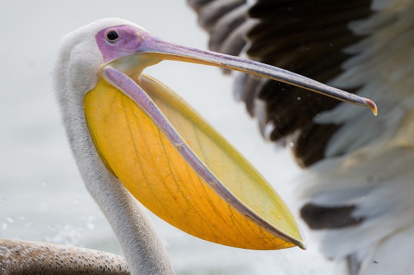 Foto - Pelikanların huzurlu yuvası: Gölyazı