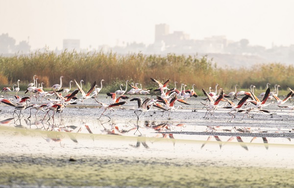 Foto - Pembe kanatlı flamingoların yurdu: Sabkha Sejoumi Gölü
