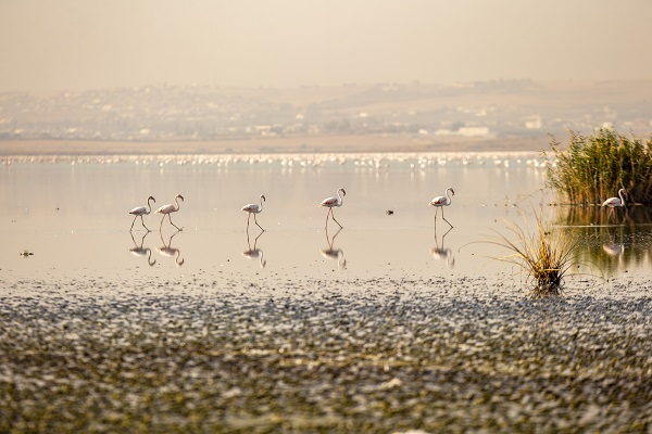 Foto - Pembe kanatlı flamingoların yurdu: Sabkha Sejoumi Gölü