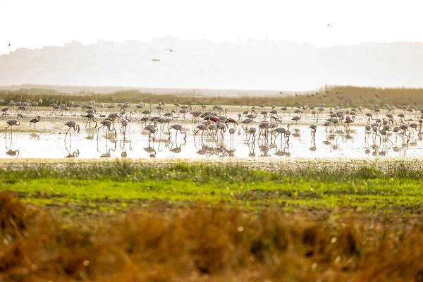 Foto - Pembe kanatlı flamingoların yurdu: Sabkha Sejoumi Gölü