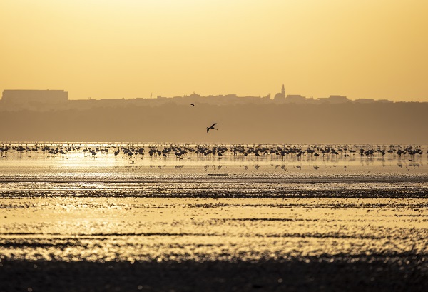 Foto - Pembe kanatlı flamingoların yurdu: Sabkha Sejoumi Gölü