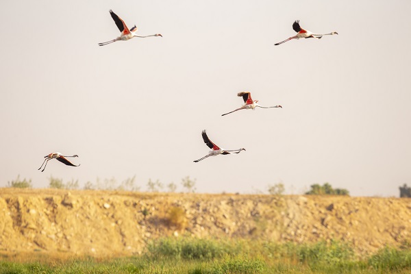 Foto - Pembe kanatlı flamingoların yurdu: Sabkha Sejoumi Gölü