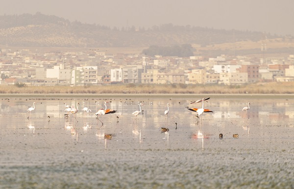 Foto - Pembe kanatlı flamingoların yurdu: Sabkha Sejoumi Gölü