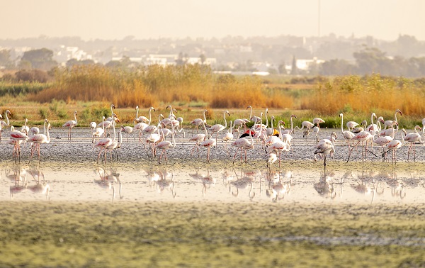 Foto - Pembe kanatlı flamingoların yurdu: Sabkha Sejoumi Gölü