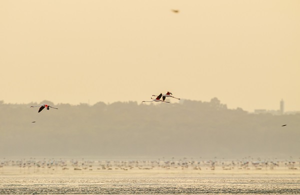 Foto - Pembe kanatlı flamingoların yurdu: Sabkha Sejoumi Gölü