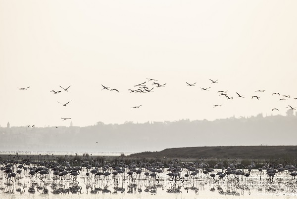 Foto - Pembe kanatlı flamingoların yurdu: Sabkha Sejoumi Gölü