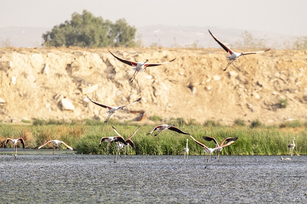 Foto - Pembe kanatlı flamingoların yurdu: Sabkha Sejoumi Gölü