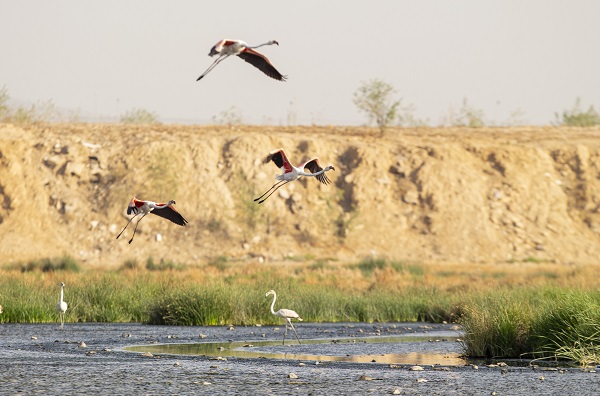 Foto - Pembe kanatlı flamingoların yurdu: Sabkha Sejoumi Gölü
