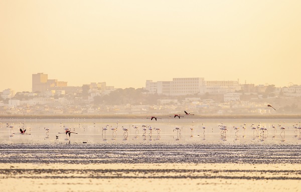 Foto - Pembe kanatlı flamingoların yurdu: Sabkha Sejoumi Gölü